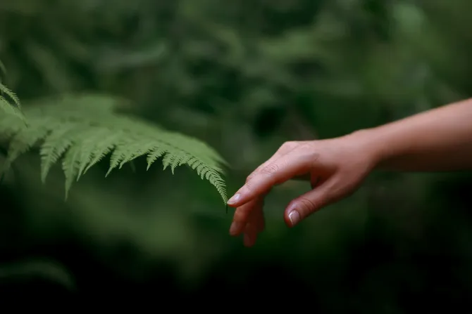 Pope Francis on Prayer for Creation Day: Caring for the environment is an ‘act of love’